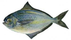 butterfish.jpg